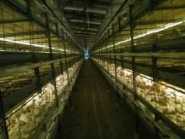 養殖場專用無動力通風器 養殖場專用無動力通風器